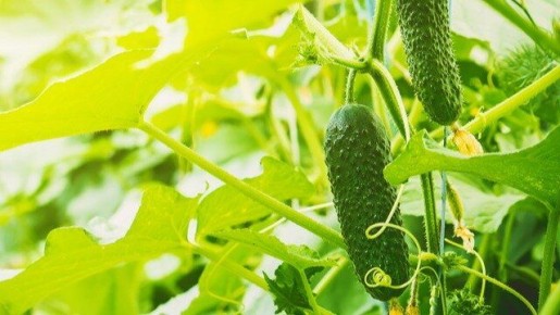 �������� ���������: ������ ������ ������� �� ��������