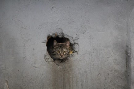 ����� �������� ����������� ������� ����