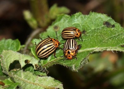 ������� ��������� ������������ ����: ������ �� ����� �������