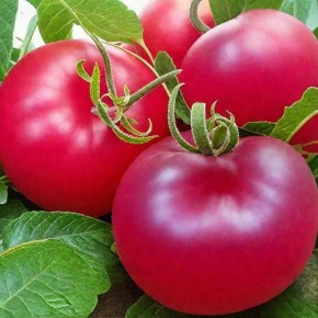 ����� ���� ������: ����� �������� ����� � ������� �����������