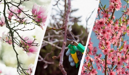 ��� ������ �������� ������: ������ ������ ��� ���������