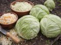 как выбрать капусту для засолки: секреты успешного квашения
