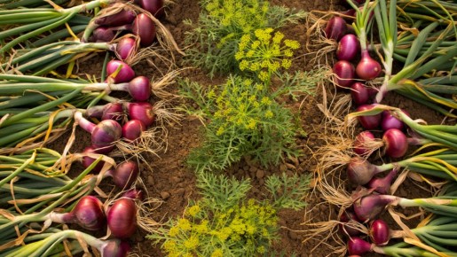 ��� rejuvenate ������ ����� ���� � �������: 7 ������� �����