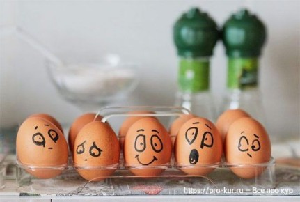 Как подобрать корм для кур-несушек, чтобы увеличить размер яиц