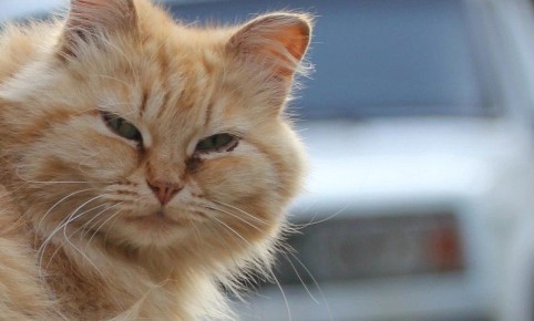 �������� ���� � �������� ���������� ���������