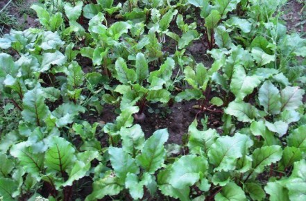 ������ �� ���� ������ � ������������� ����� ���� ������ ������