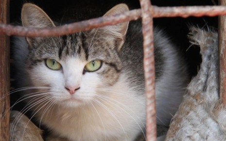 В Костроме холодает: валенки и шубы не теряют актуальности
