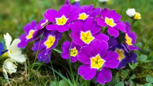 ������� ������� ������ ���������� � ��������: ������ ������������ ������ ��������