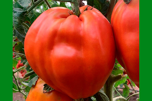 Путь к идеальному урожаю: как вырастить томаты Польская слива тётушки Сварло