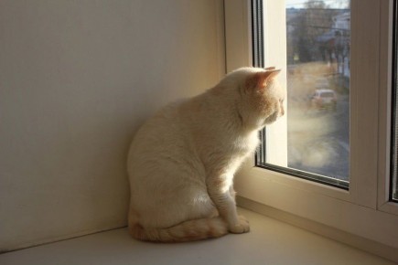 Вслед за снегом в Кострому идет стужа