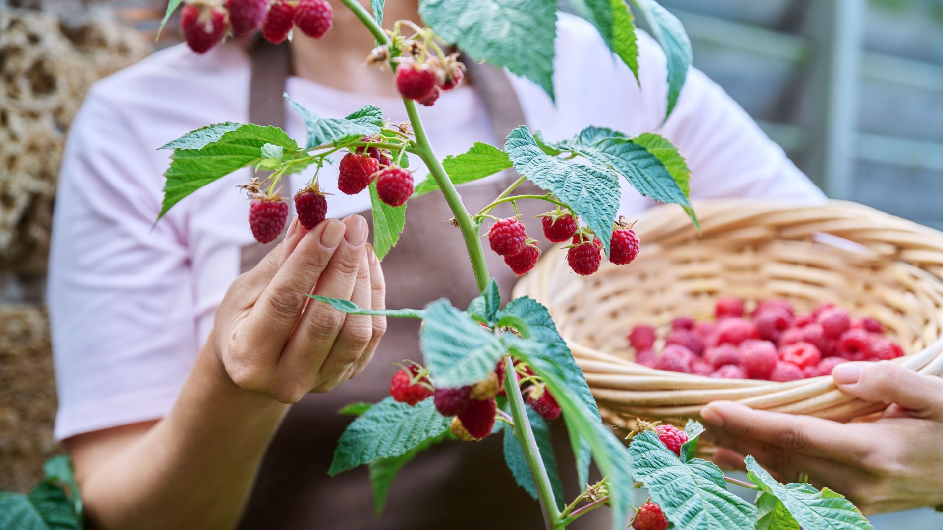 Урожаю малины обзавидуются все соседи: сделайте это с кустом по весне