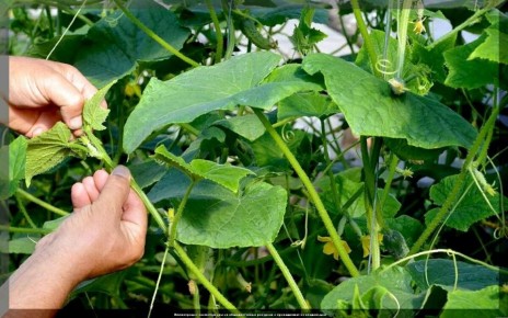 ��� ��������� ����������� ������: ������� ����� �� ��������������� � ������������������� �������