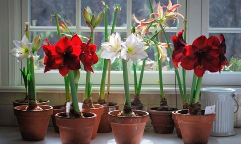 ��� ����������� ��������� ��� ����������� ��������: ������� ��������� �����