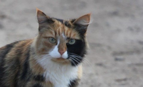 Третьи сутки подряд Кострома остается полюсом холода в регионе