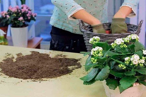 Как правильно пересаживать каланхоэ: советы по уходу за растением