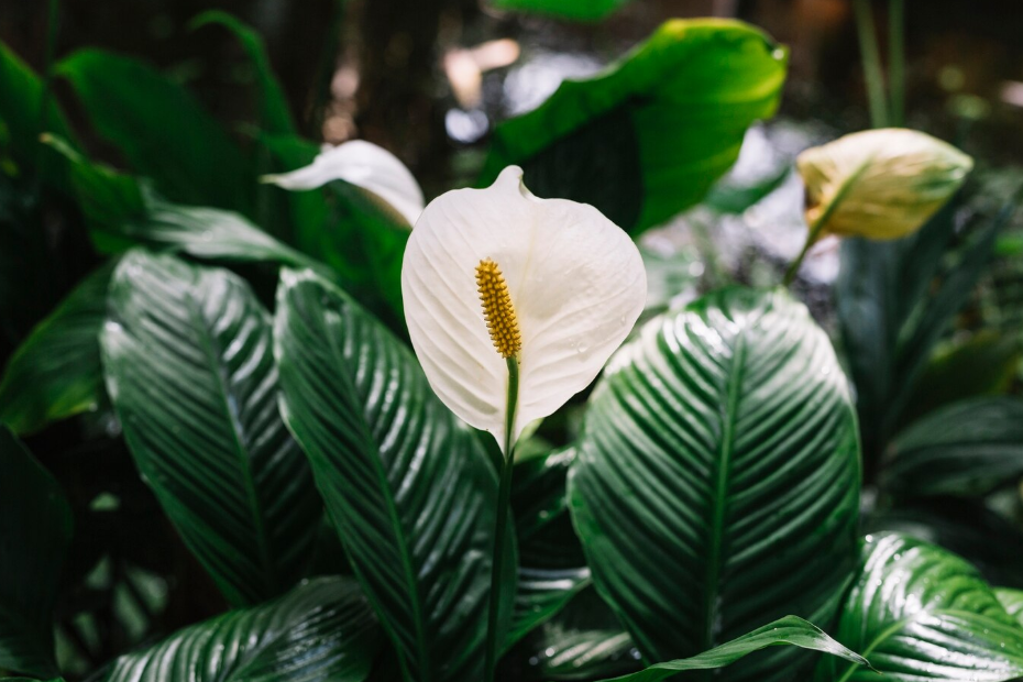Как заставить спатифиллум зацвести: основные ошибки и простые решения