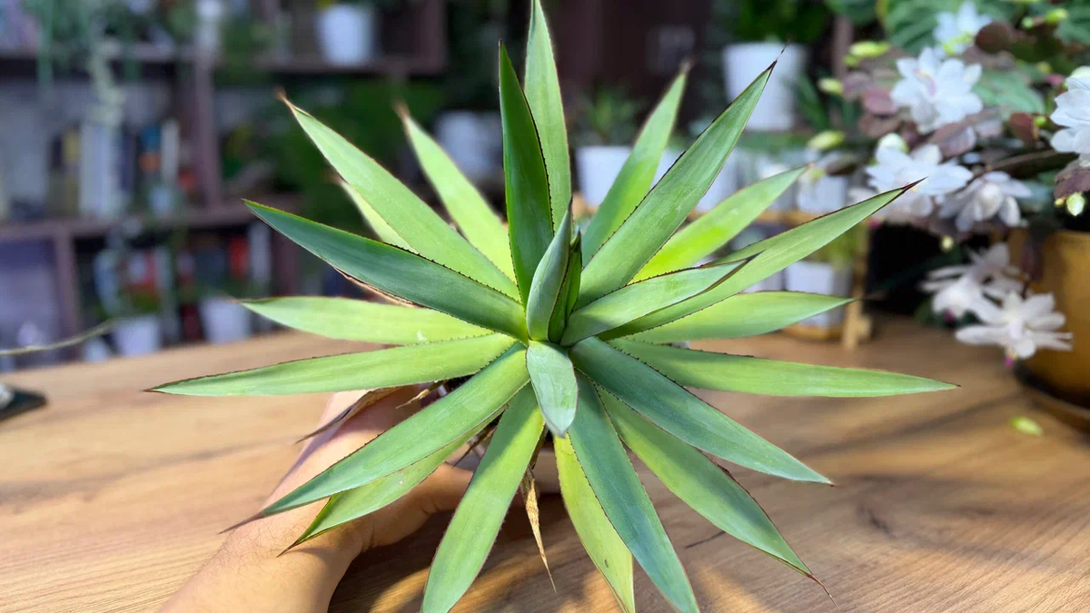 Необычные методы ухода за агавой: как не следовать правилам и достигать результата