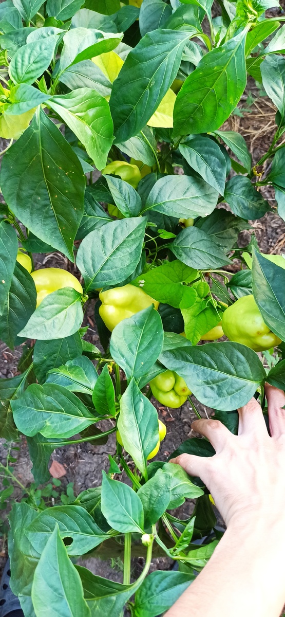 Как два простых рецепта помогут спасти ваш урожай от гниения