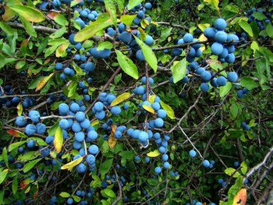 Тёрн: стоит ли сажать у себя в саду?