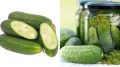 Проверка 20 сортов огурцов на засолку: пять надежных вариантов для хрустящих закруток