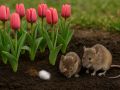 Как защитить свои луковицы от грызунов: полезные советы для садоводов