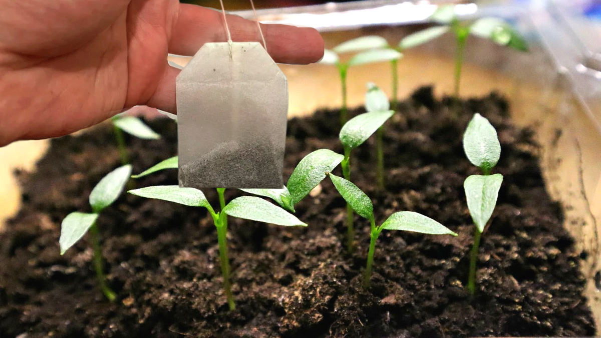 Чайные пакетики в горшках: как простое решение может улучшить вашу рассаду