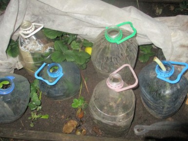 Осень — время черенкования роз: секреты и результаты