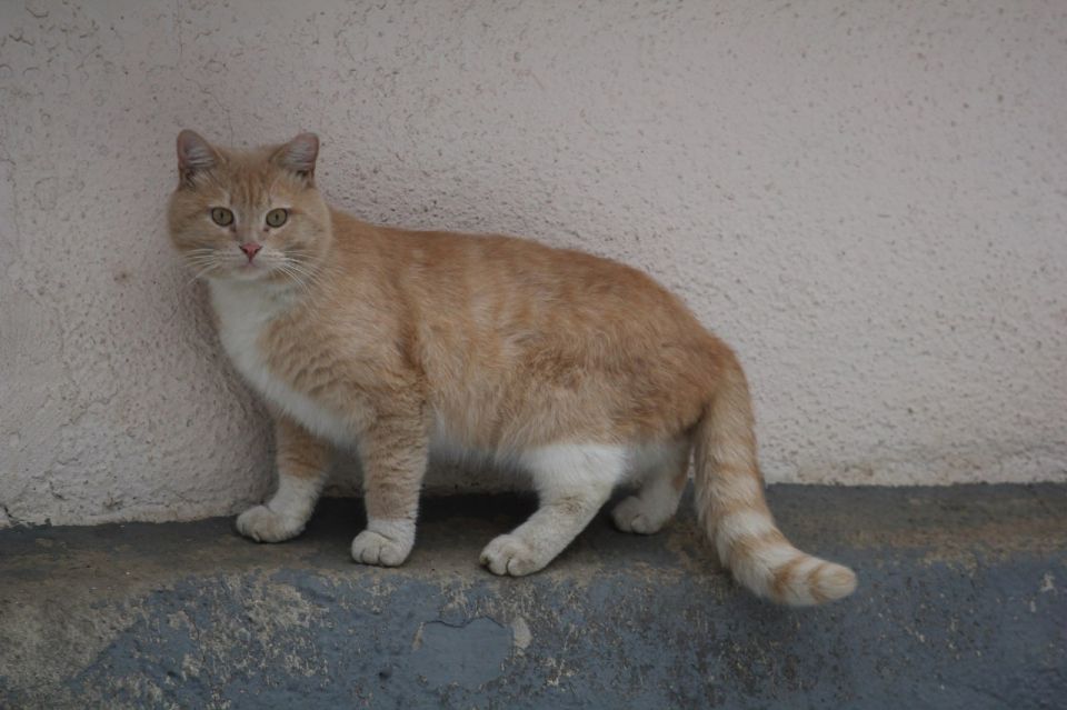 ����� ������� �������� � ��������