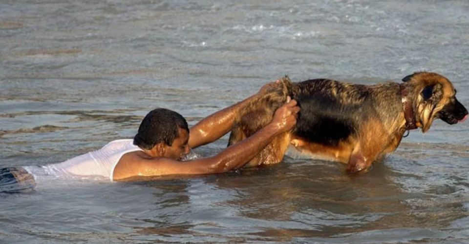 Спасение на грани: удивительные истории животных, которые стали героями