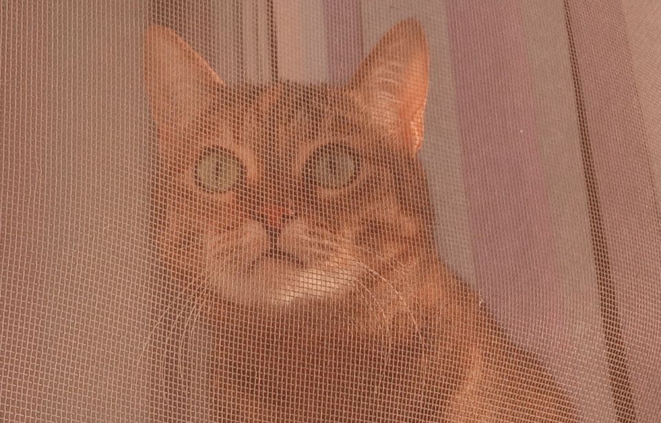 ���� ������-�� ���������� � �������� ����� ����� ������ � ��������