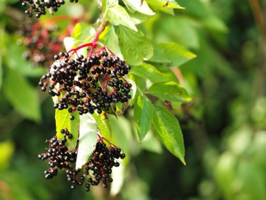 ��� ������ ������� ������� �� ���������� � ��������