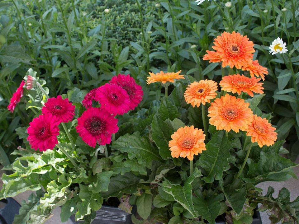 ����������� ���� ���: ���� ��������� �������� ��� ������� ��������