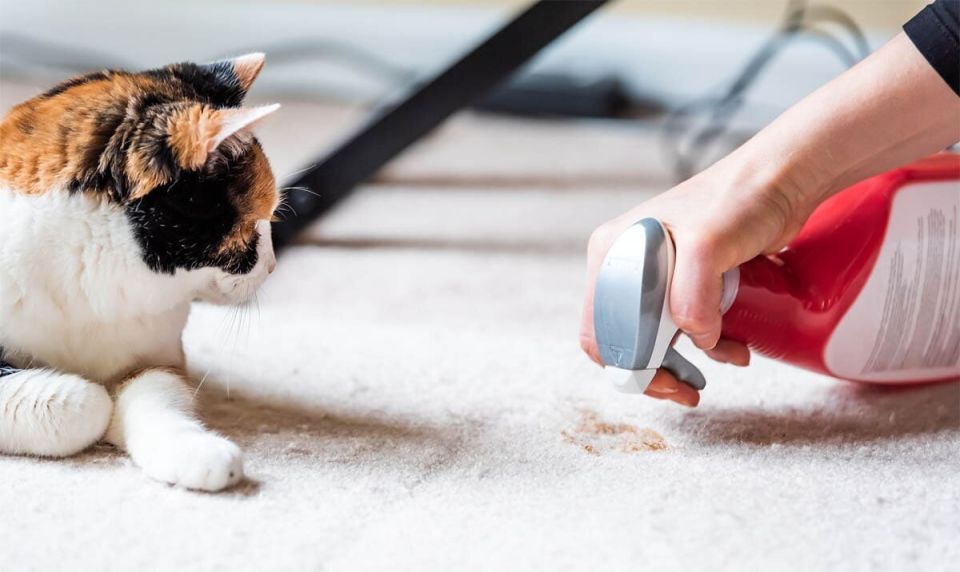 ������ �������� ������� ���������� �����?