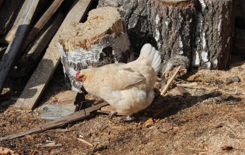 ���������� �� ���� �������? ��� ������ �� ��� ������� � �����