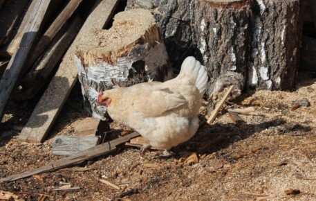 ���������� �� ���� �������? ��� ������ �� ��� ������� � �����