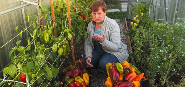 Секреты успешного выращивания перца