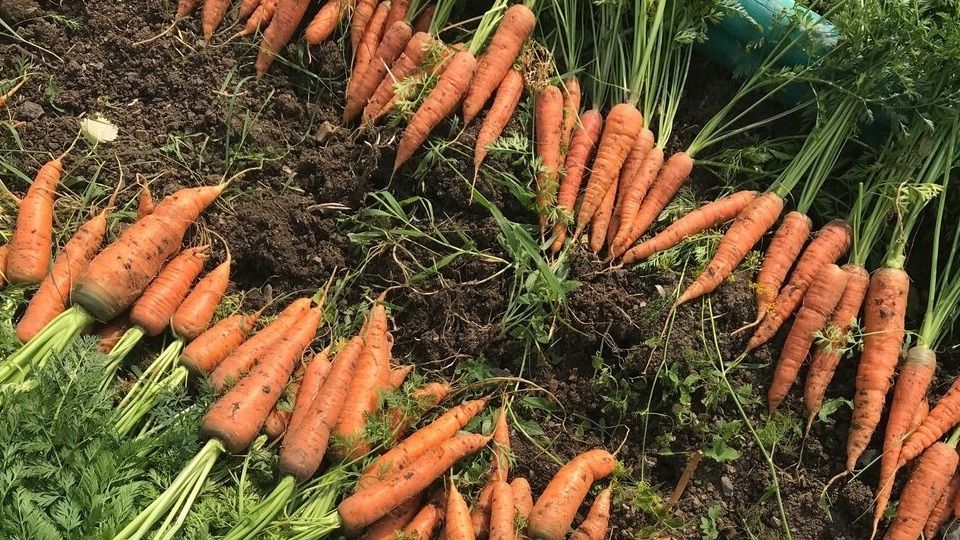 ������� �������� �������, ������� �������� �������� ���� �������� � ��� ����