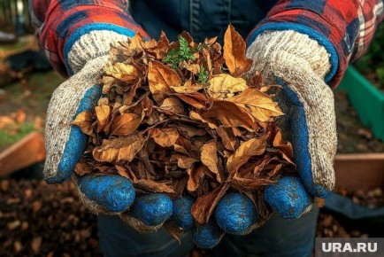 Готовим грядки к зиме: советы по улучшению почвы