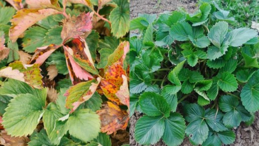 ��� ���������� ����� ������� ��������: ����������� �������� ������ ����������