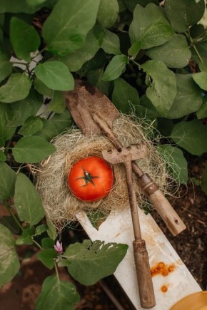 Как эффективно побороть фитофтору на помидорах без химии