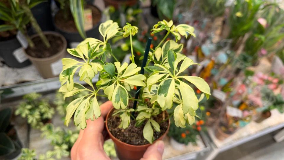 ��� ��������� �������: 7 �������������� �������� � ����� ��������