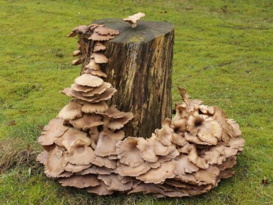 ��� ���������� �� ������� ��� ��� ������: ������� ��������