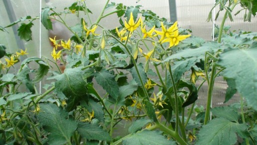 ������ ������, �� �� ������������: ������� � ������� ��������