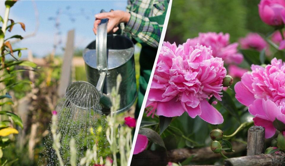 ������ ������� ��������� ����� �� �������: ������ ��� lush ��������