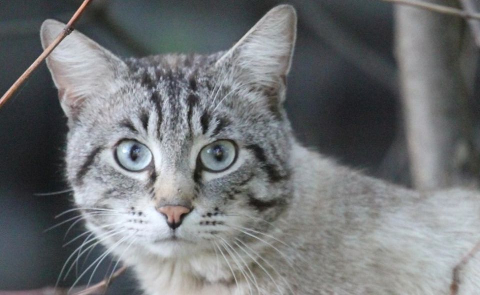 ������ �������� ����������� ����