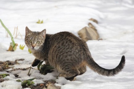 ������ �������� � �������� ����� ����������