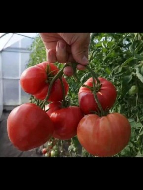 ����� ������� ��������: ��� �������� ��������� ����� � ���������� ������