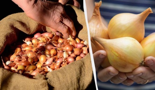 ��� ��������� �������� ������ ��� ����� ��������: ������� ������� ���������