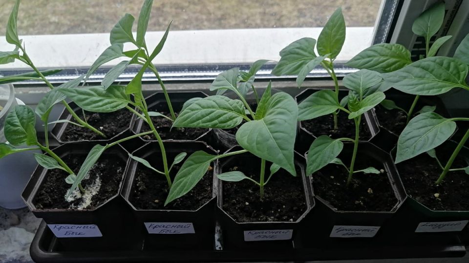 Как добиться идеальной рассады перцев: секреты профессионалов