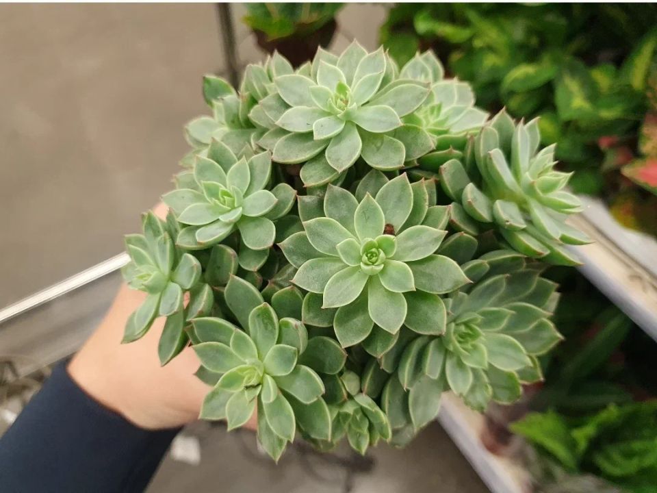 ������ � �� ����� ��� 7 ��������: ���������� ������� � ������� ������